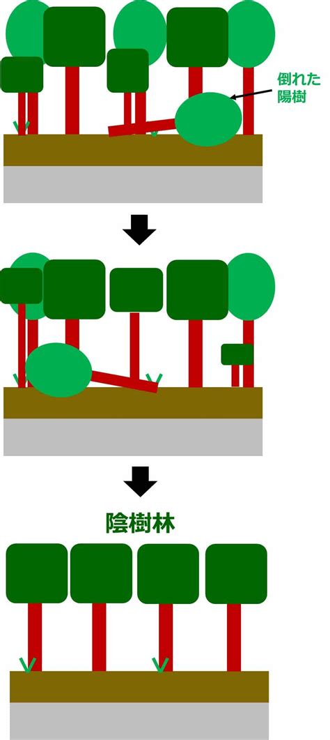 陽樹林 陰樹林|生物基礎：遷移の分類、一次遷移(裸地～陰樹林)の過程 